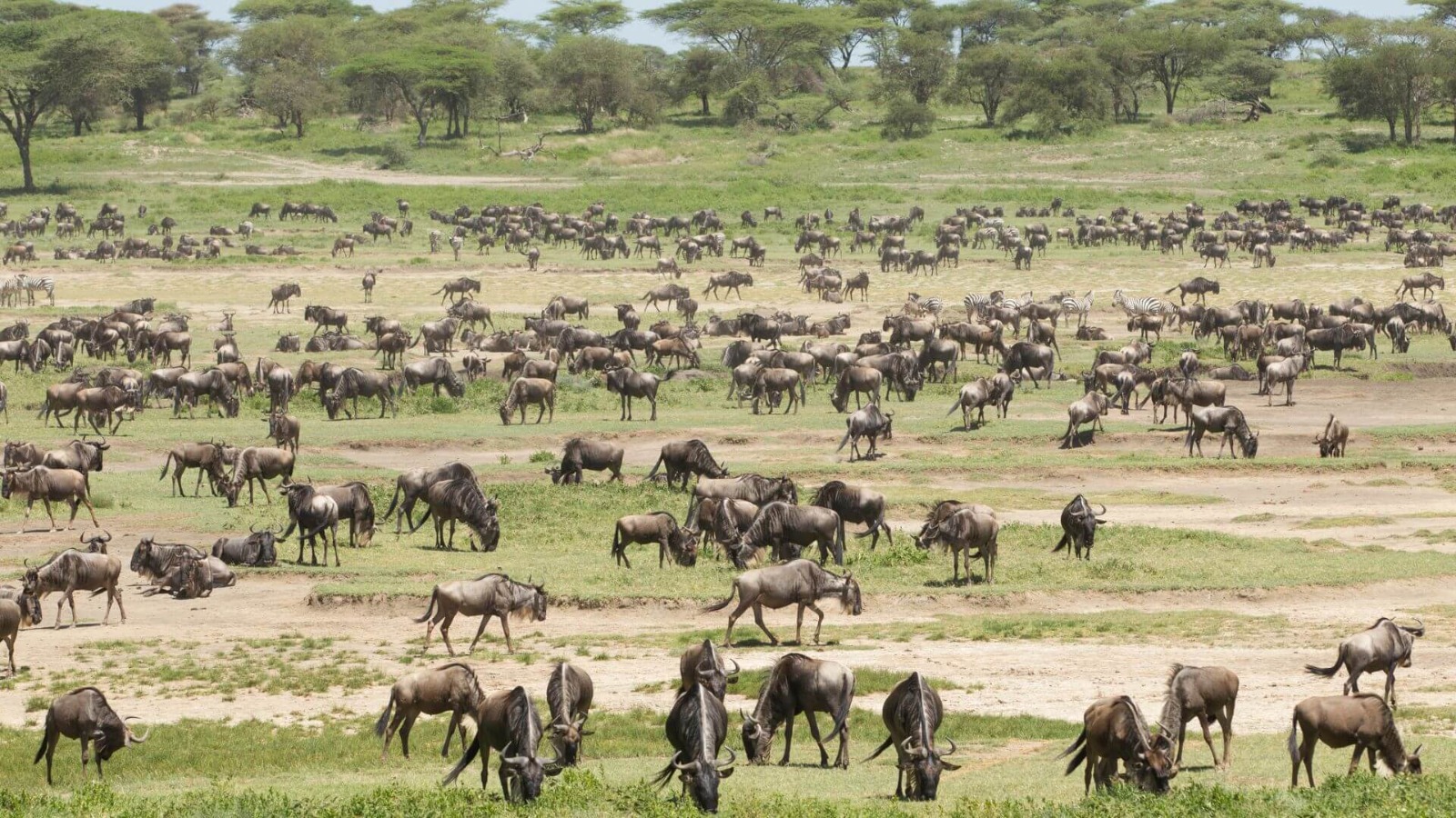 Ndutu – Ndutu Area